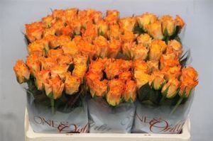 ROSE MARIE CLAIRE KENIA 50